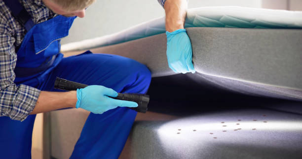 Best Ant Control Services  in Mineola, TX