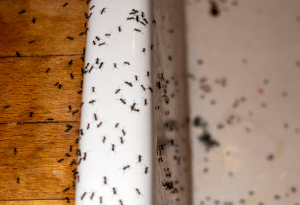 Best Best Pest Control Companies  in Mineola, TX