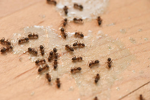  Mineola, TX Pest Control Pros