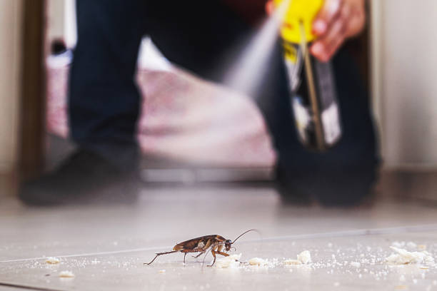 Best Flea Control Services  in Mineola, TX
