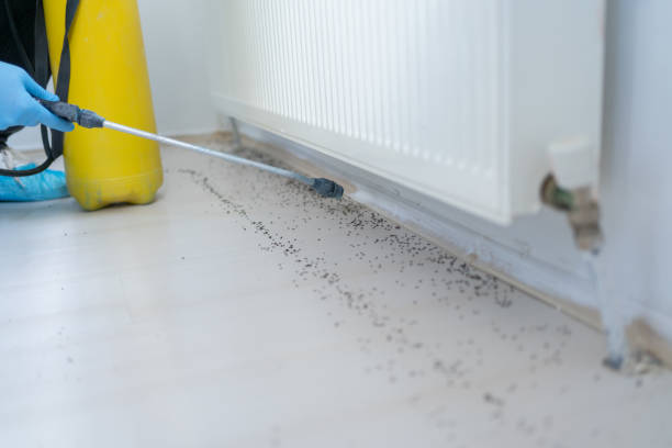 Best Affordable Pest Control Services  in Mineola, TX