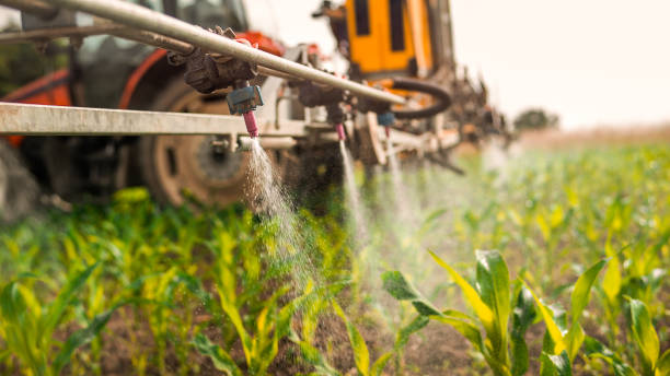 Best Ant Control Services  in Mineola, TX